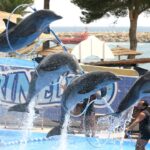 dolphin show